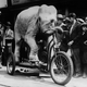 Illustration for article titled Strange Historic Photos Of Intelligent Animals